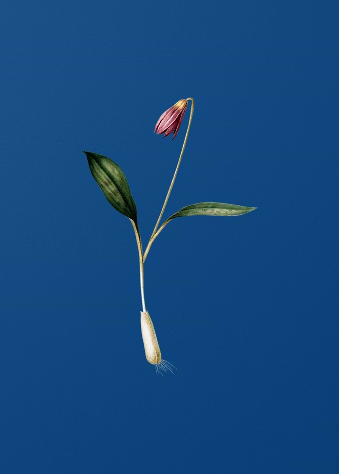 Vintage Erythronium