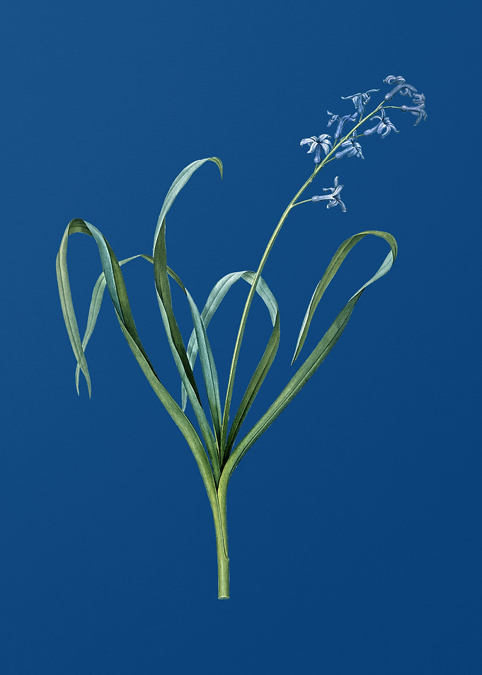 Dutch Hyacinth