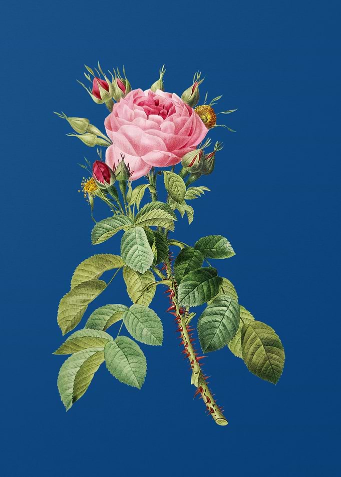 Lelieurs Four Seasons Ros