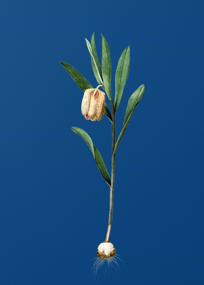Fritillaria Latifolia