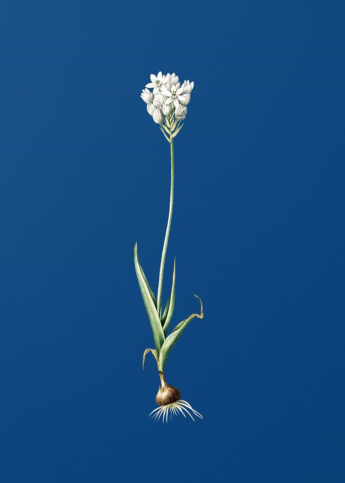 Vintage Chincherinchee
