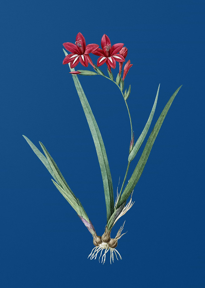 Gladiolus Cardinalis