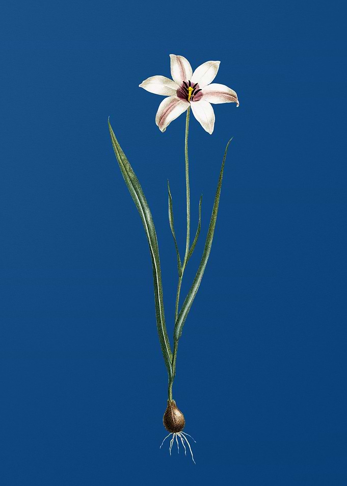 Lady Tulip