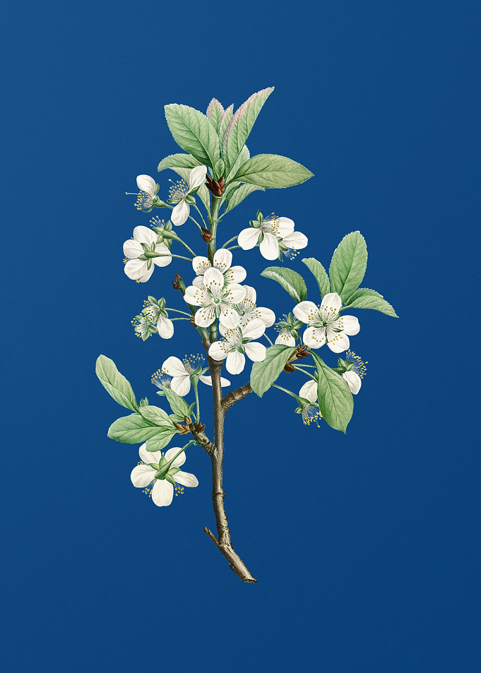 White Plum Flower