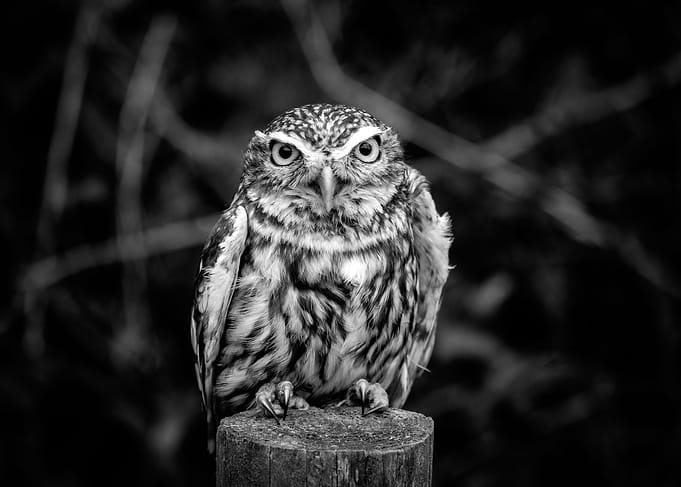Little Owl
