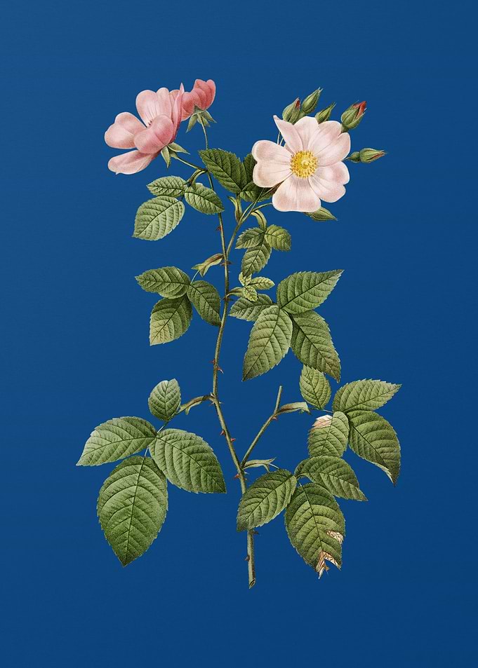 Red Bramble Leaved Rose