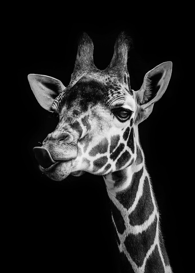 wild cool giraffe poster