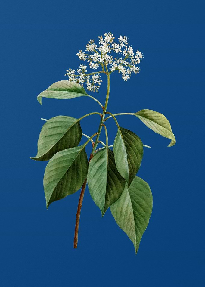 Blooming Pagoda Dogwood