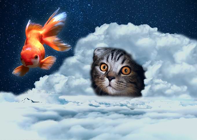 Kitty and Fishy