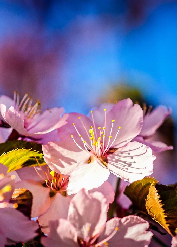 Beautiful Sakura Blossoms