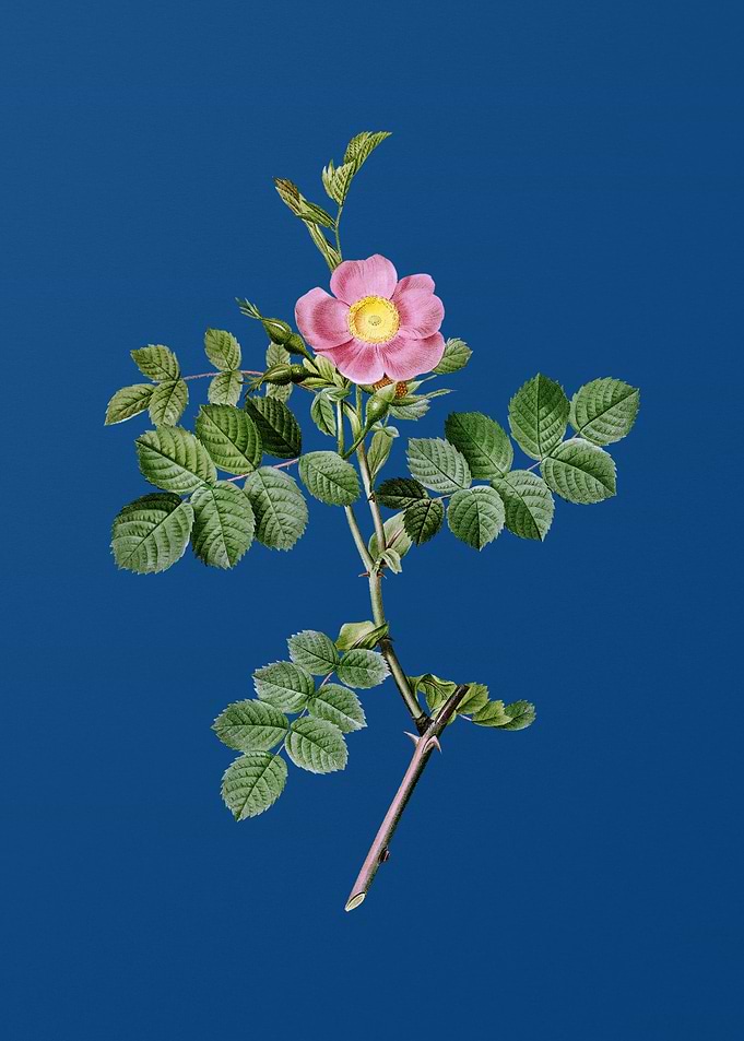 Pink Sweetbriar Rose