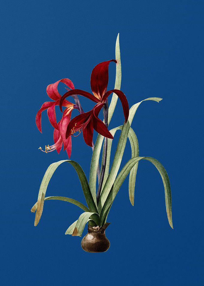Sprekelia on Classic Blue