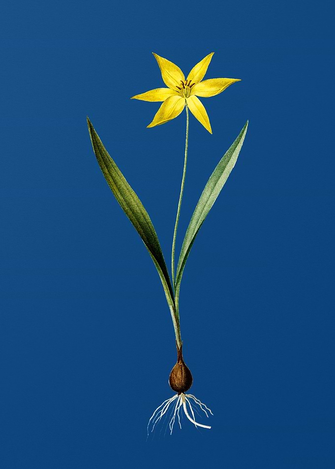 Tulipa Celsiana