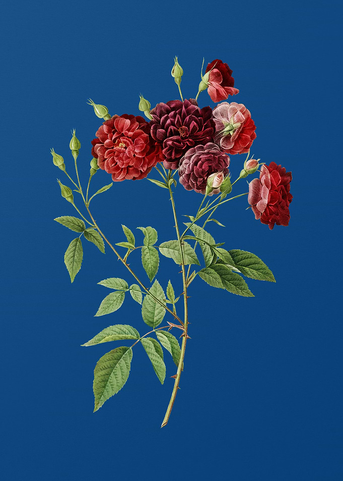 Ternaux Rose Bloom
