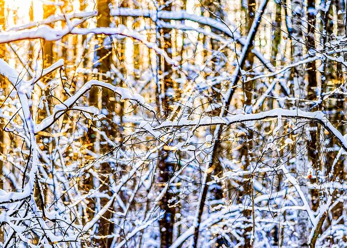 Forest Snow Winter Sunset