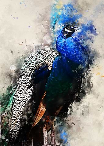 colorful peacock