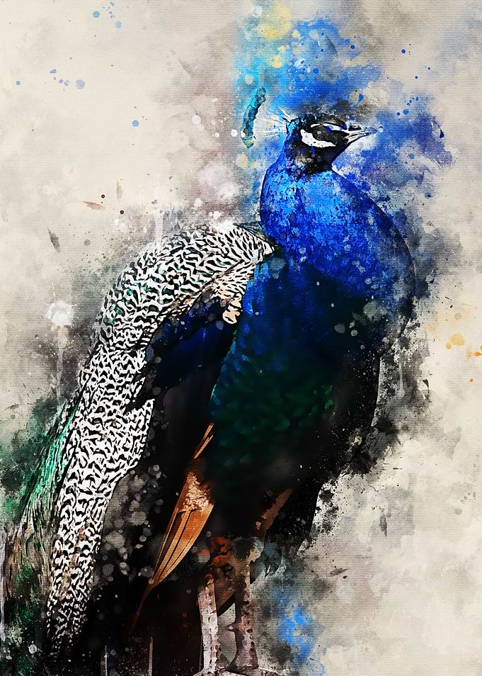 colorful peacock