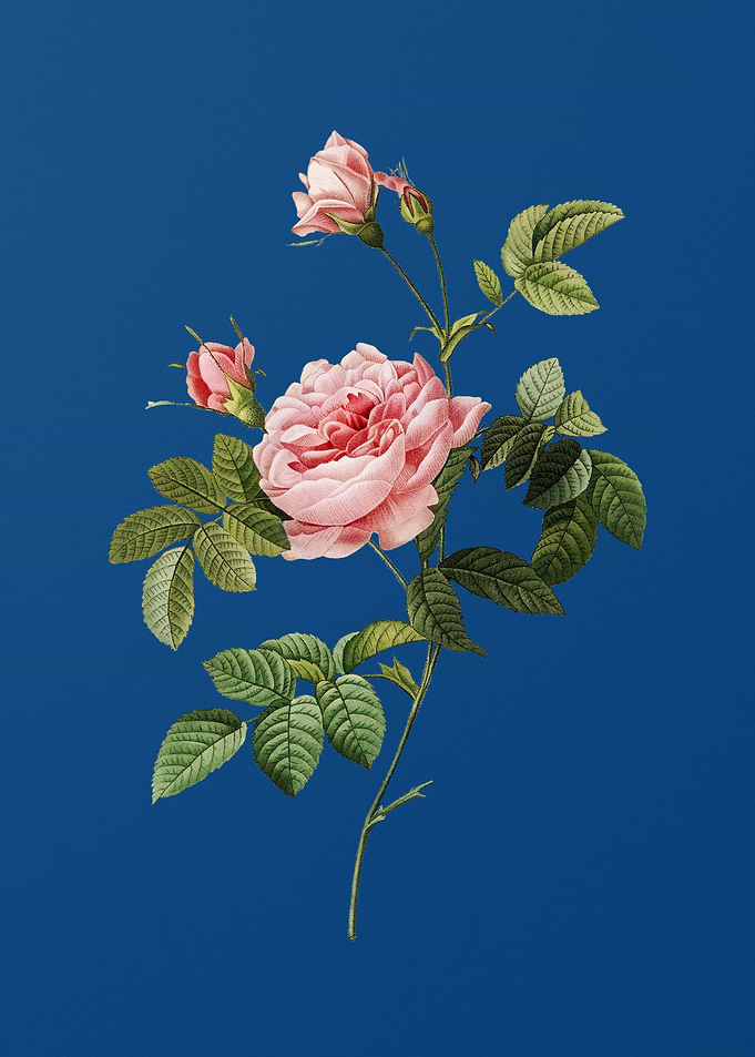 Pink Rose Turbine