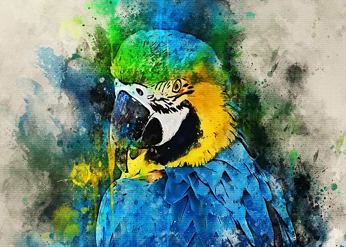 watercolor parrot