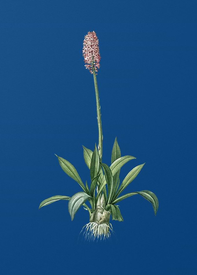 Swamp Pink