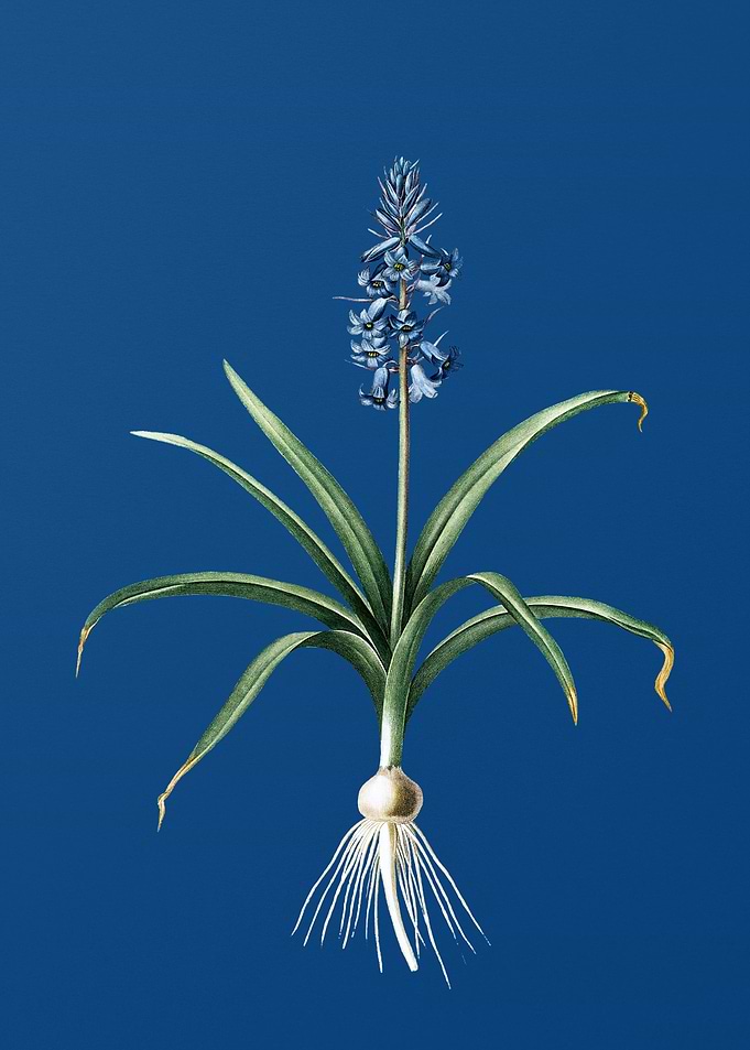 Scilla Patula