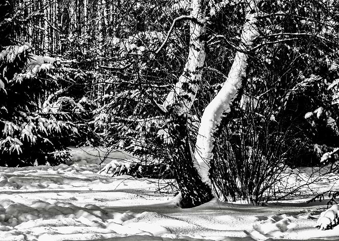 Forest Snow Winter Season