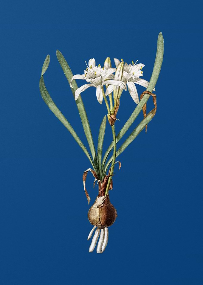Sea Daffodil
