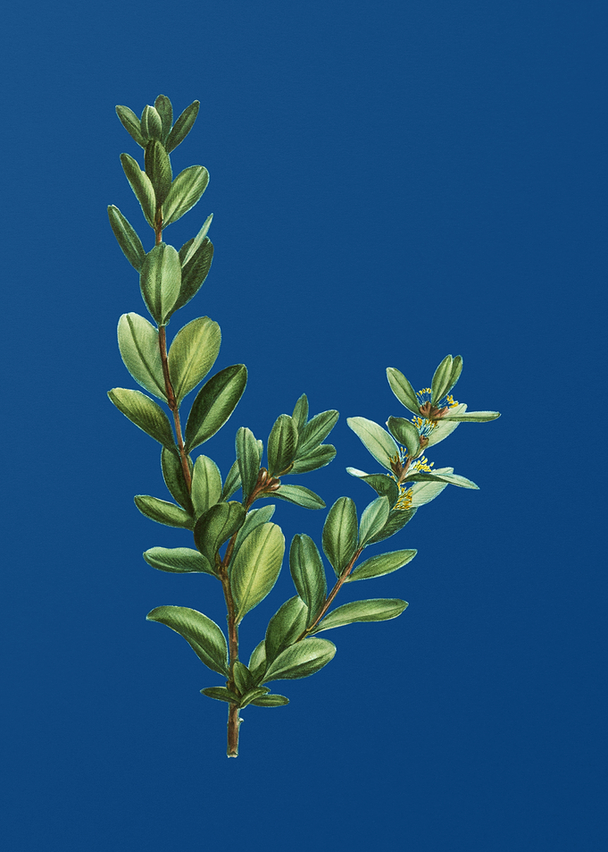 Buxus Colchica Bush