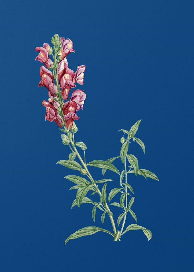 Red Dragon Flowers
