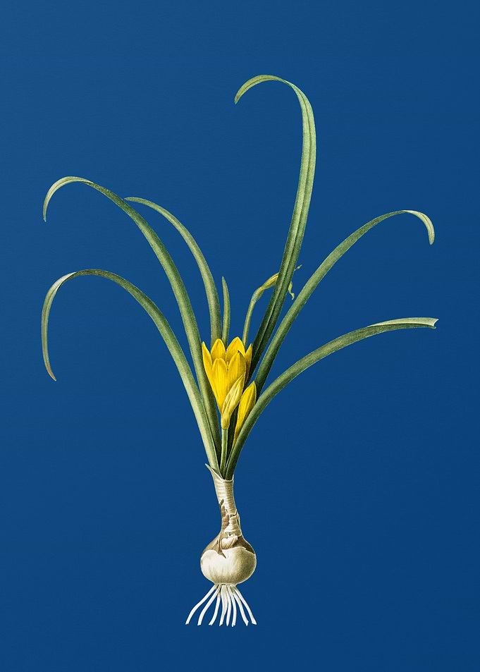 Yellow Autumn Crocus