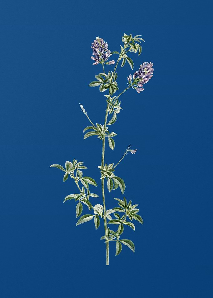 Spanish Clover Bloom