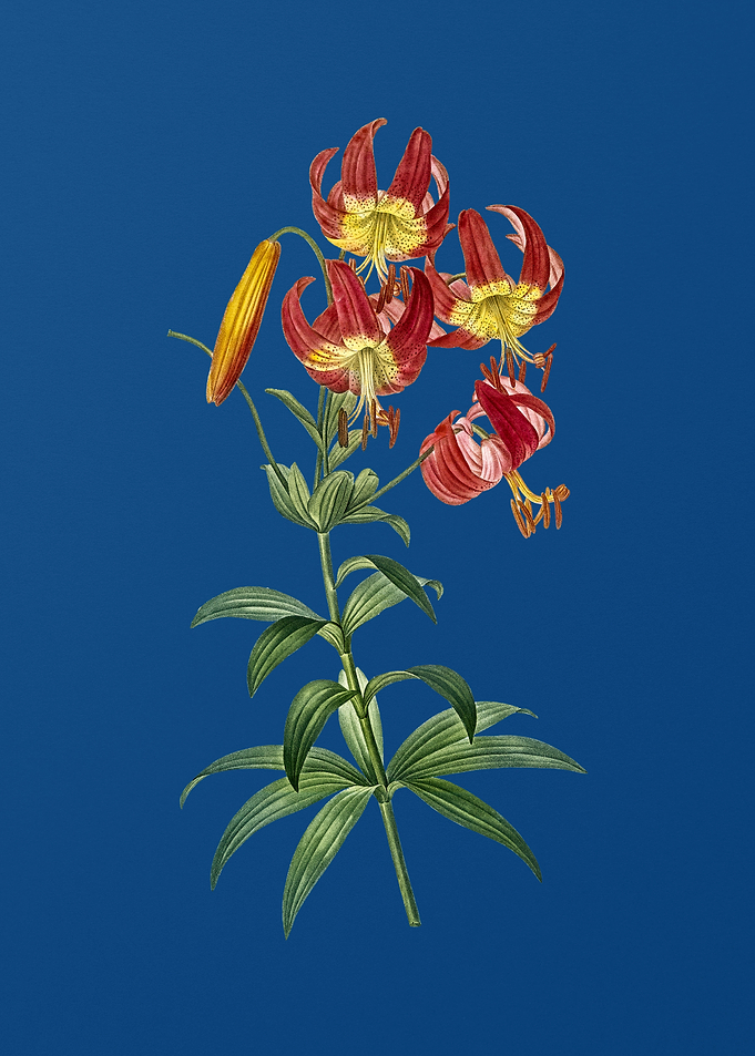Turban Lily