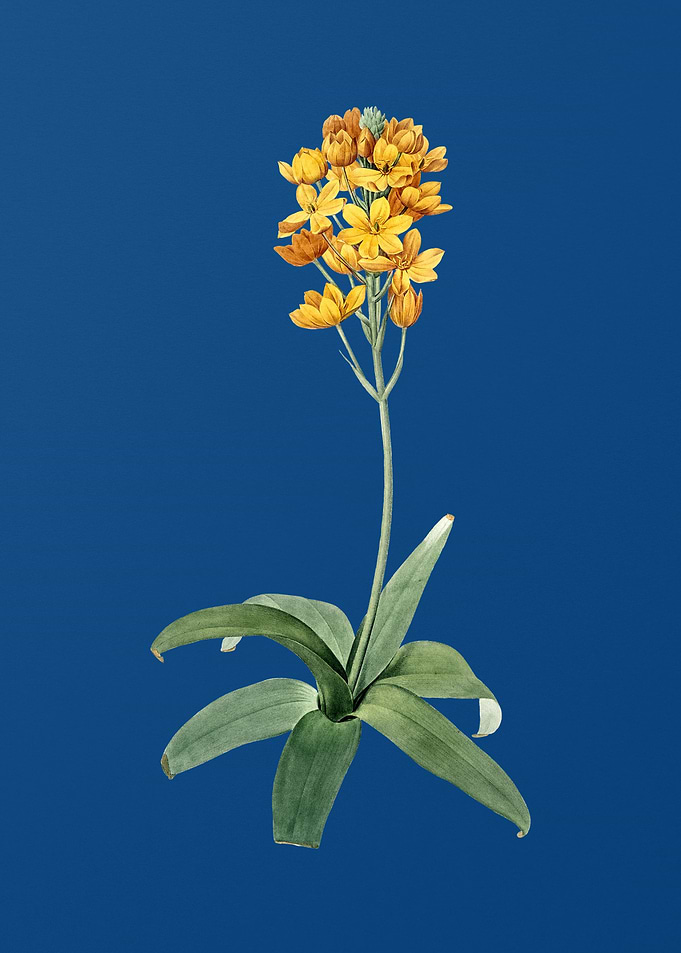 Sun Star on Classic Blue