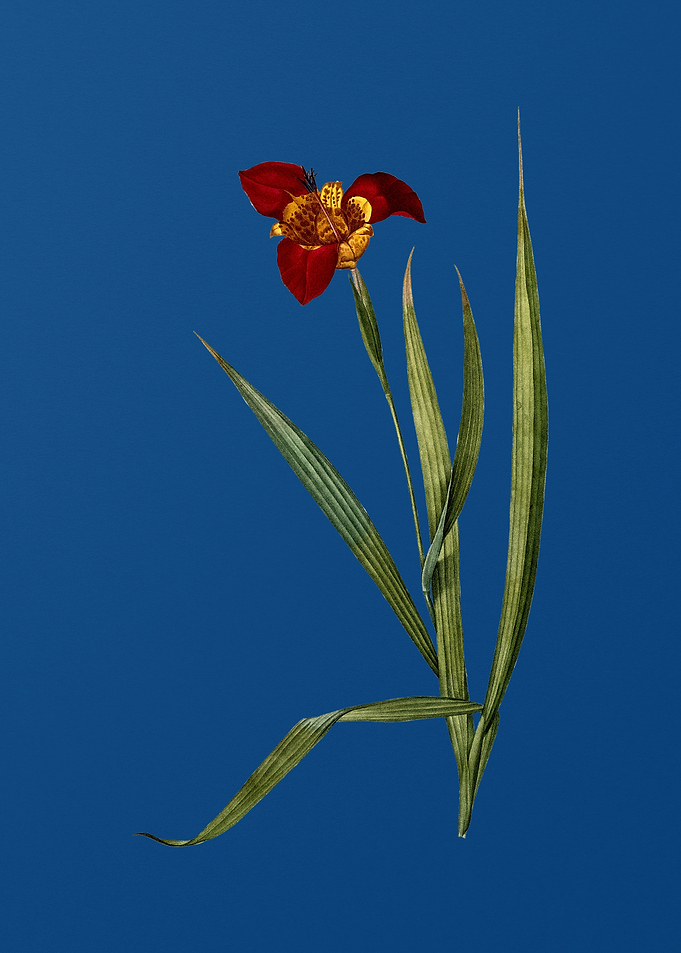 Tiger Flower