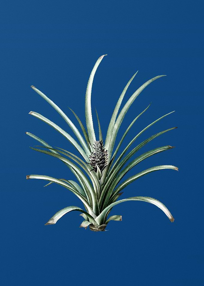 Pineapple on Classic Blue