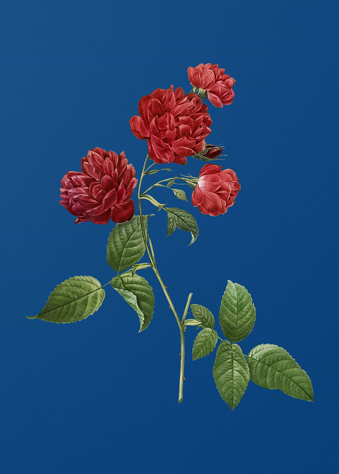 Red Cabbage Rose in Bloom