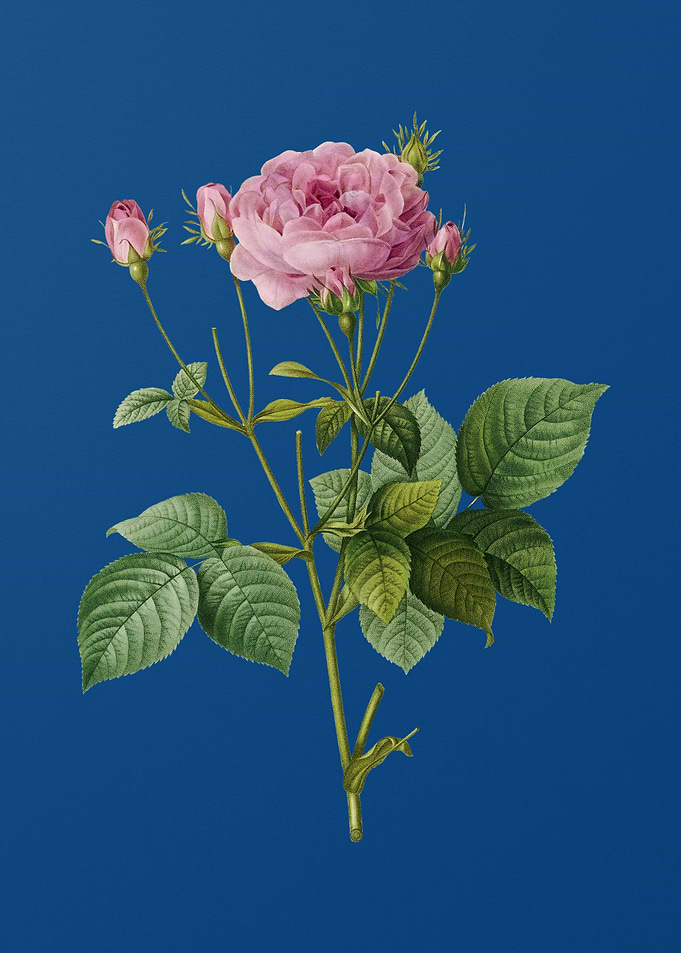 Pink French Roses