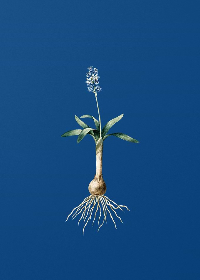 Scilla Lingulata
