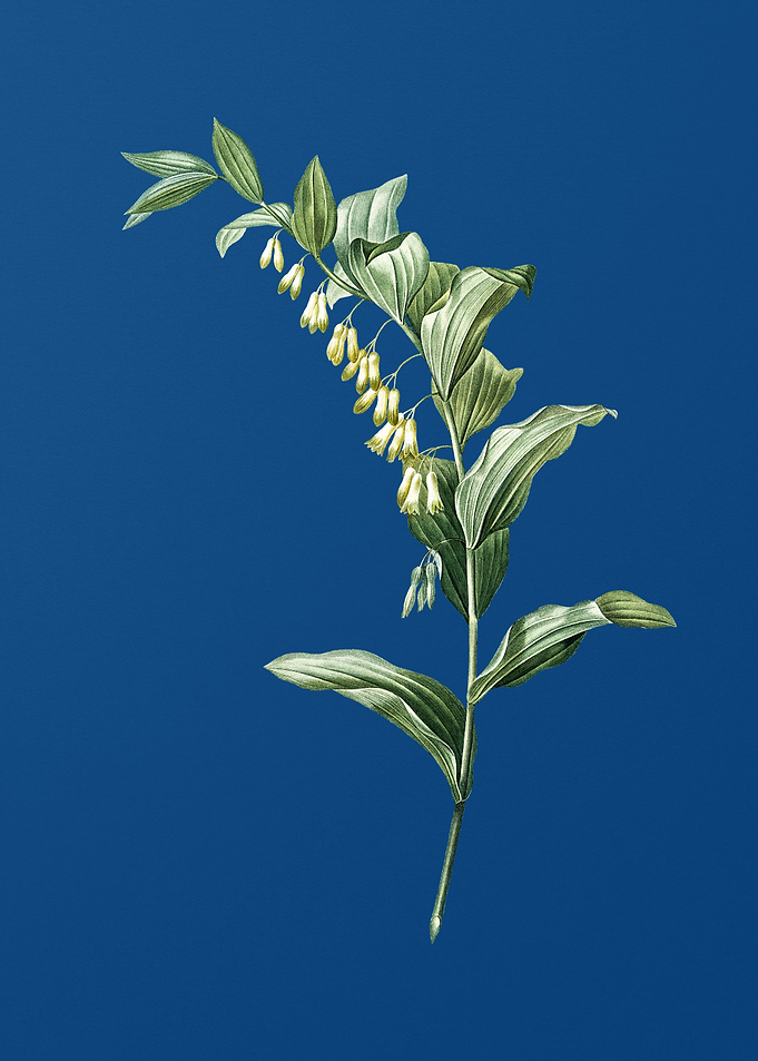 Solomons Seal on Blue