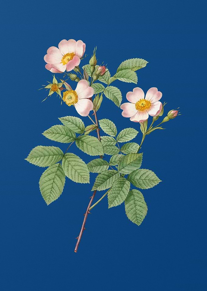 Short Styled Field Rose