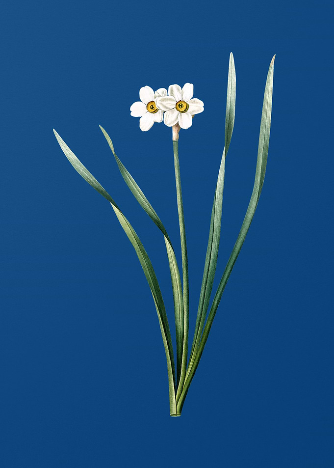 Primrose Peerless