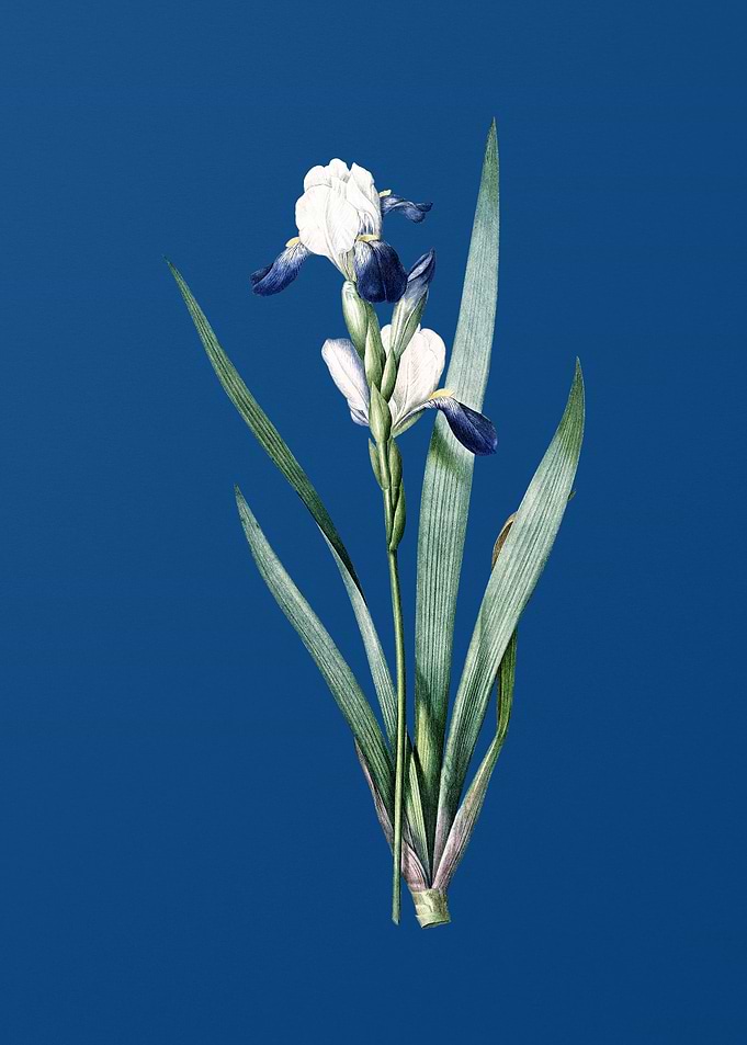 Tall Bearded Iris