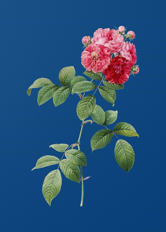 Seven Sisters Roses