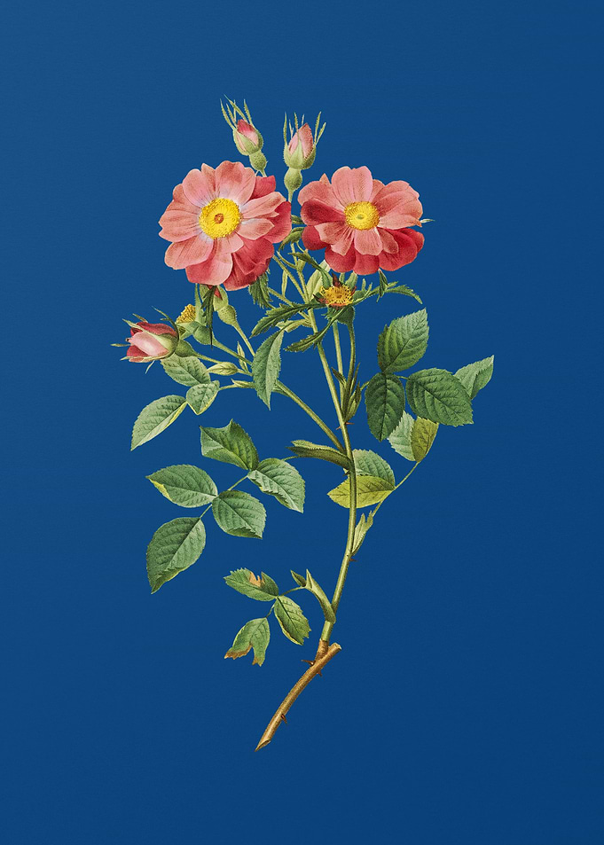 Queen Elizabeths Rose