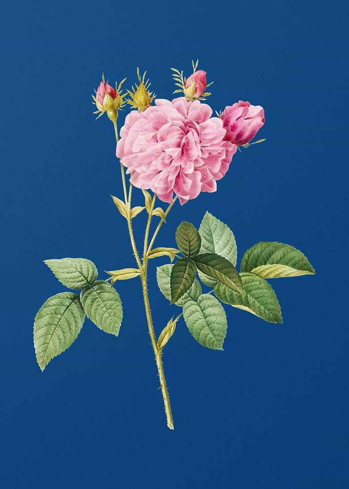 Pink Agatha Rose on Blue