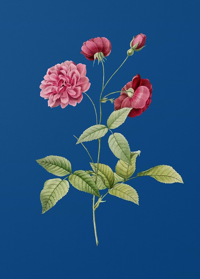 Blooming China Rose