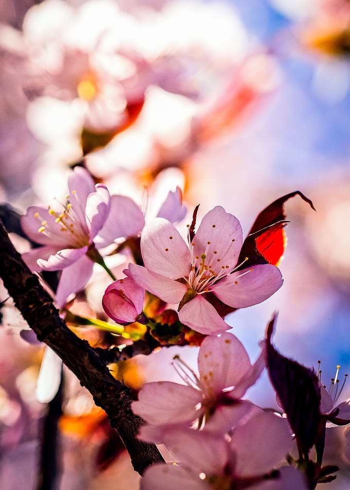 Superior Sakura Blossoms