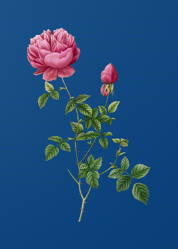Pink Autumn China Rose