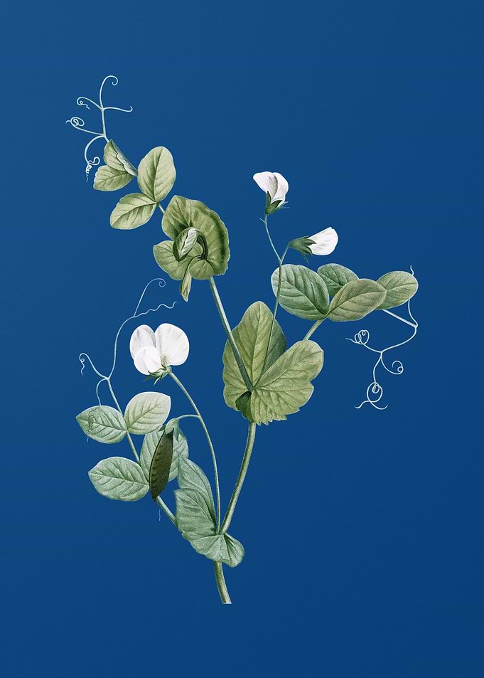 White Pea Flower