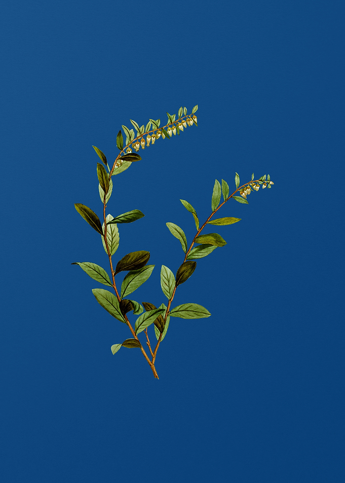 Andromeda Marginata Bloom